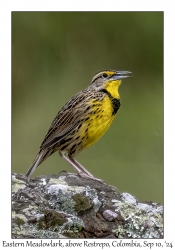 Eastern Meadowlark