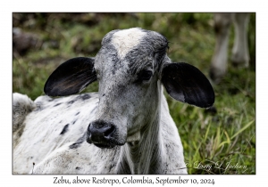 Zebu