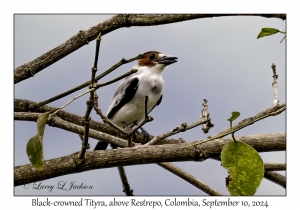 Black-crowned Tityra