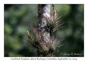 Cardinal Airplant