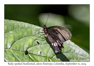 Ruby-spotted Swallowtail