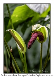 Anthurium