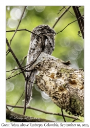 Great Potoo