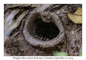 Stingless Bee