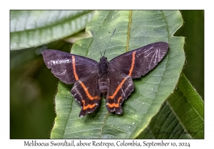 Meliboeus Swordtail