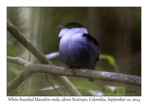 White-bearded Manakin male