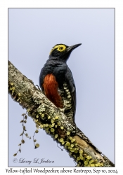 Yellow-tufted Woodpeckers