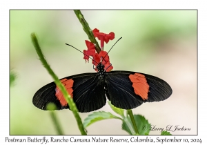 Postman Butterfly