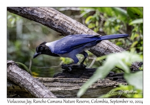 Violaceous Jay