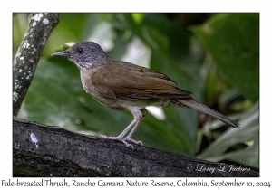 Pale-breasted Thrush