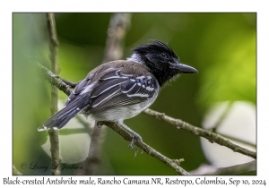 Black-crested Antshrike male