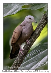 Ruddy Ground Dove