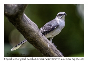 Tropical Mockingbird