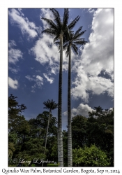 Quindio Wax Palms