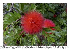 Red Powder Puff