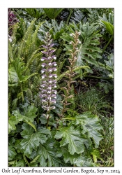 Oak Leaf Acanthus