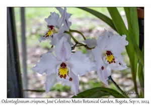Orchid