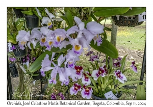 Orchids