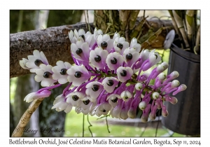 Bottlebrush Orchid