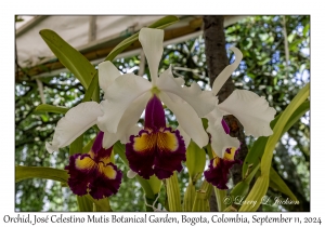 Orchids