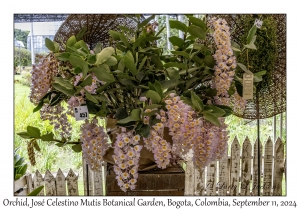 Orchids