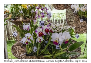 Orchids