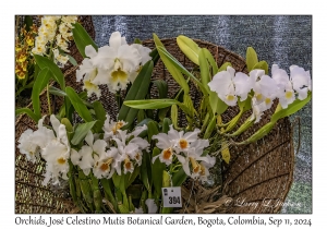 Orchids