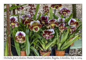 Orchids