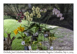 Orchids