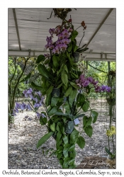 Orchids