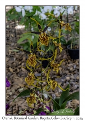 Orchid