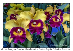 Orchid Sales