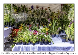 Orchid Sales