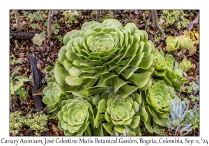 Canary Aeonium