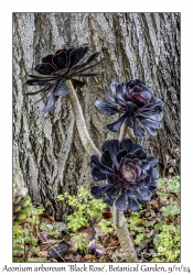 Aeonium 'Black Rose'