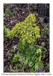 Canary Aeonium