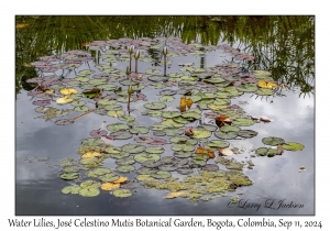 Water Lilies