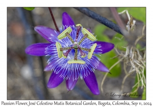 Passion Flower