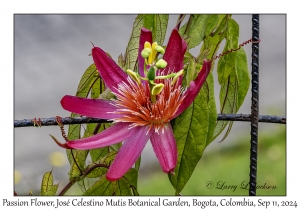 Passion Flower