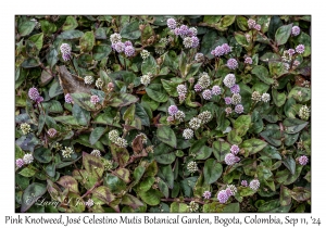 Pink Knotweed