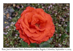 Rose
