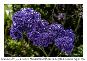 Sea Lavender