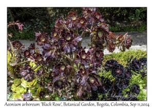 Aeonium 'Black Rose'