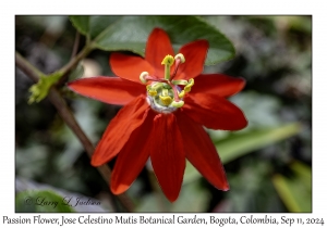 Passion Flower