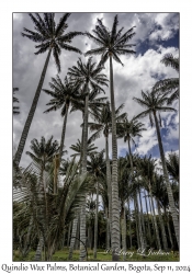 Quindío Wax Palms