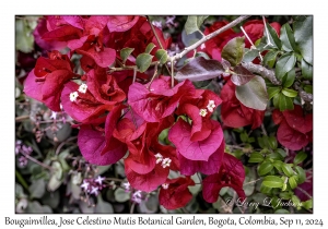 Bougainvillea