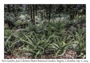 Fern Garden