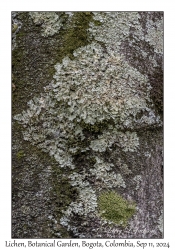 Lichen