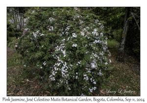 Pink Jasmine