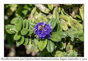 Shrubby Veronica